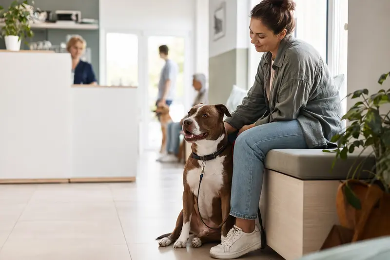 Ein American Pit Bull Terrier sitzt ruhig neben seinem Besitzer in einem freundlichen Wartezimmer einer modernen Tierarztpraxis.